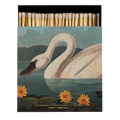 Swan