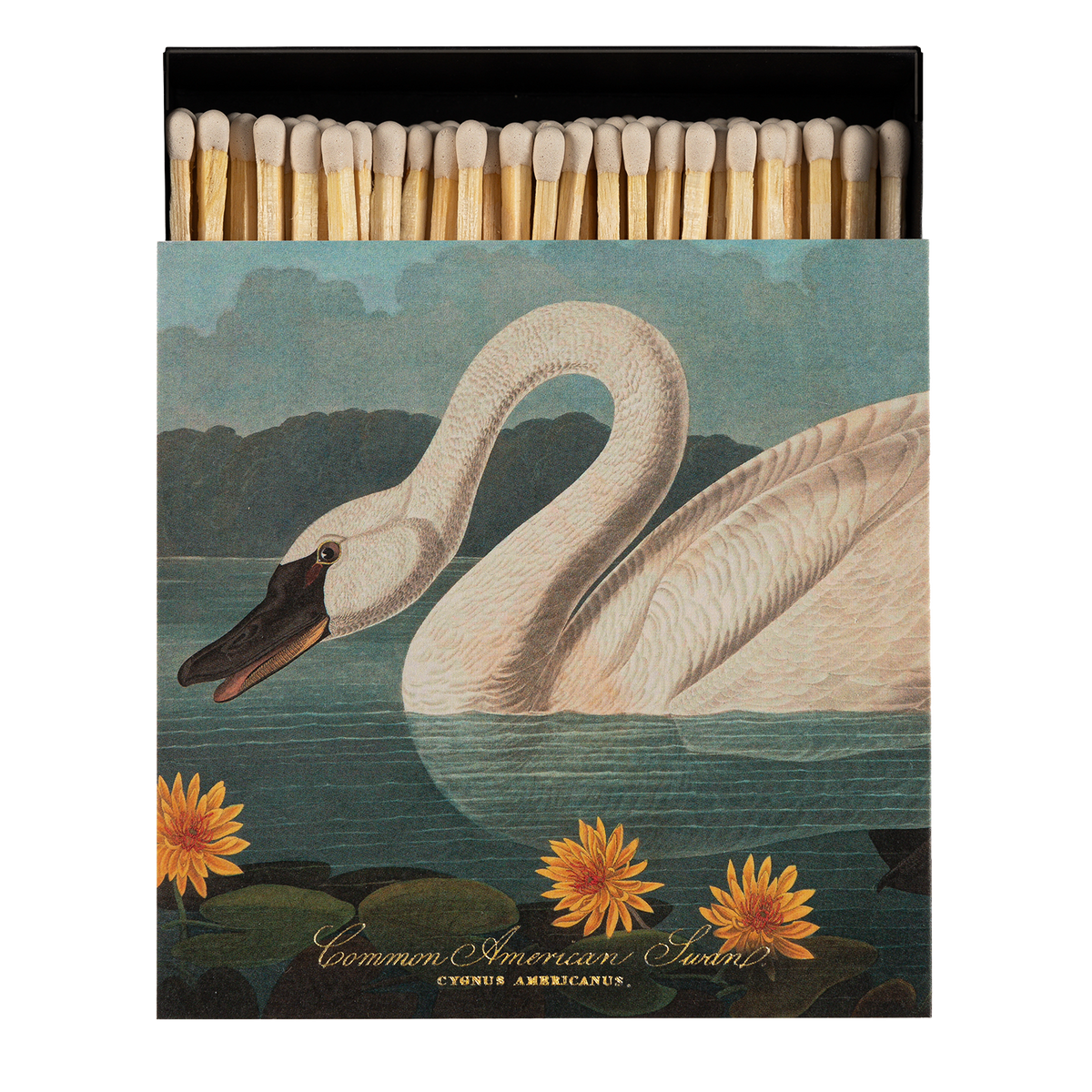 Swan